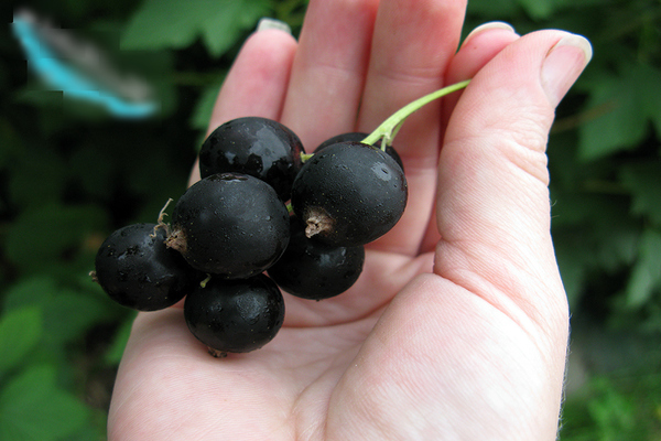 Currant Treasure: characteristics and description of the variety