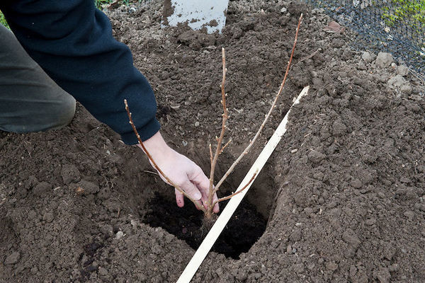 Currant Treasure: planting rules