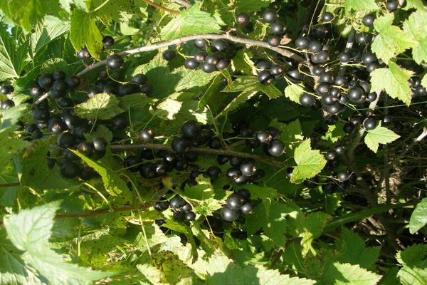 Currant Gross