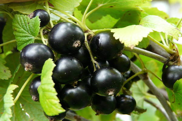 gross currant varieties