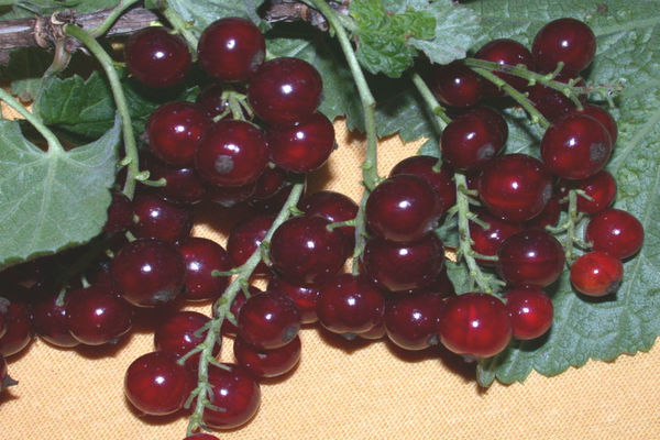 Viksne currant