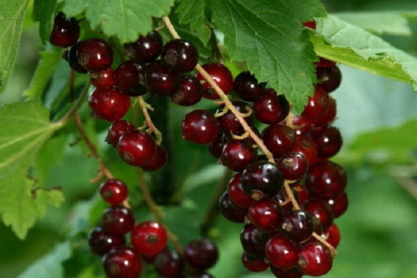 red currant viksne