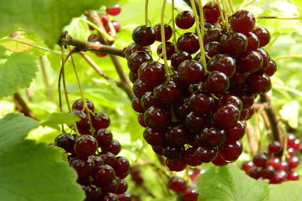 viksne currant