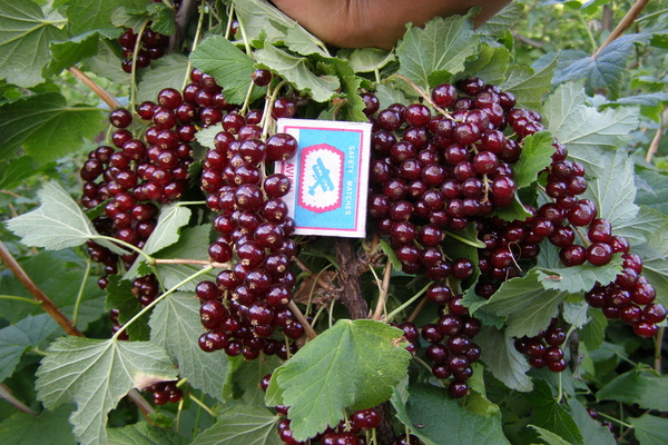 viksne currant na paglalarawan