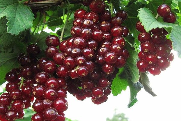 currant viksne photo