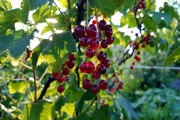 viksne currant