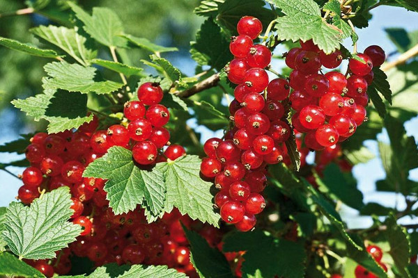 sugar red currant description