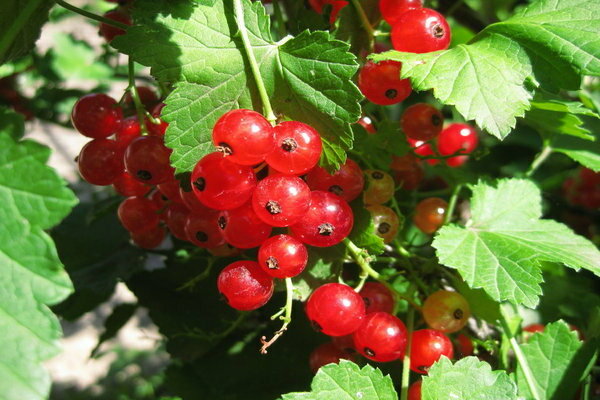 sugar red currant reviews