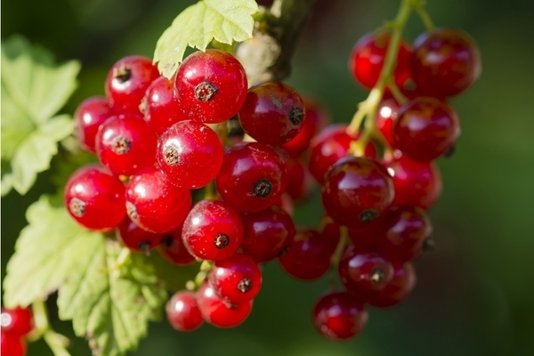 currant red sugar photo