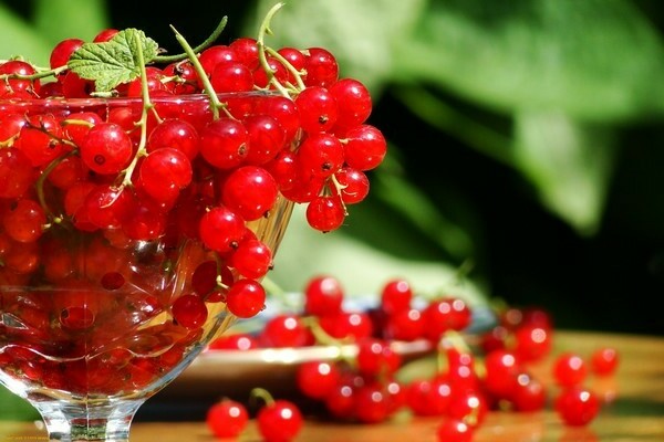 sugar red currant