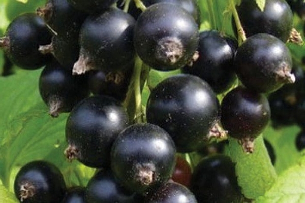 black currant treatment