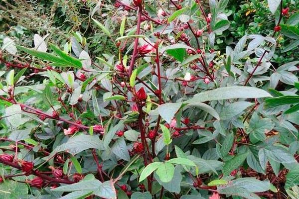 Sudanesische Rose (Hibiskus): Fortpflanzung, Kultivierung