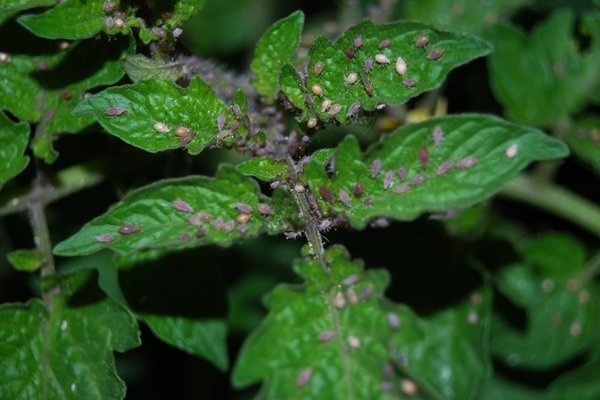 Aphids sa mga kamatis: kung paano lumaban. Aling aphid ang mas gusto ang mga kamatis