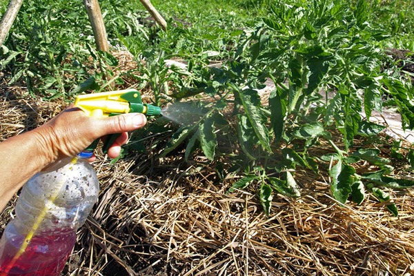 Aphids on tomatoes: how to process