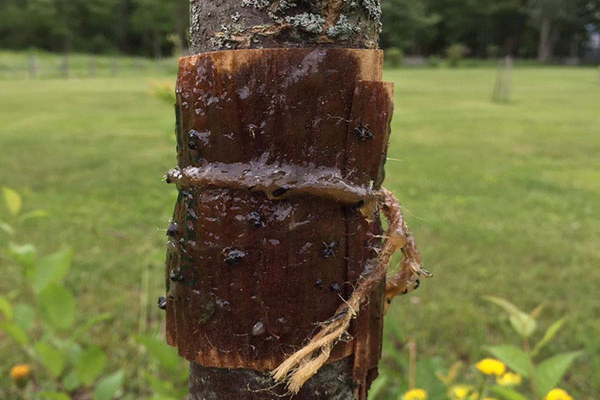 Pucerons sur les cerises: comment s'en débarrasser