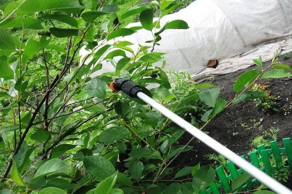 Pucerons sur les cerises: comment s'en débarrasser