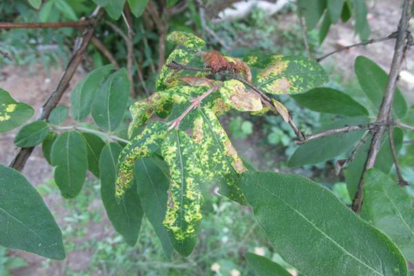 Aphids on honeysuckle