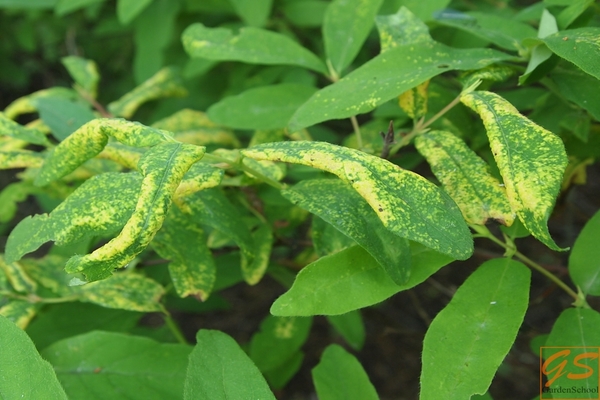 Aphids on honeysuckle