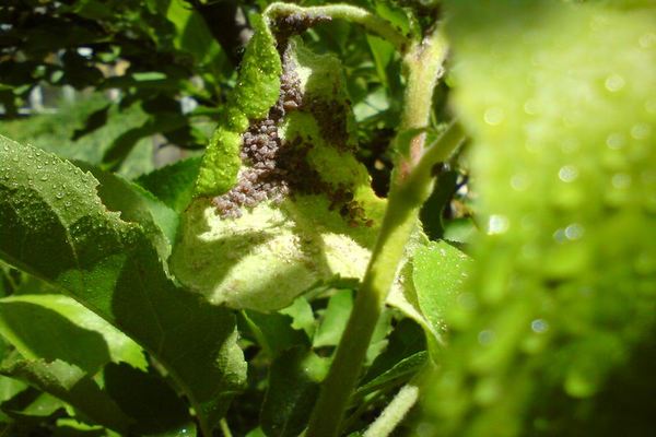 Aphids on honeysuckle