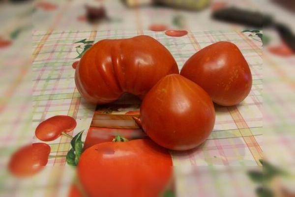 Tomato Budenovka: pagkakaiba-iba ng paglalarawan. Sa madaling sabi tungkol sa totoong pagkakaiba-iba