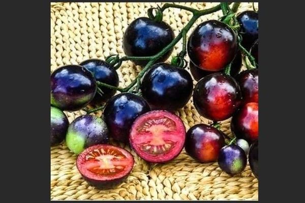 Tomato Black bunch: usefulness description