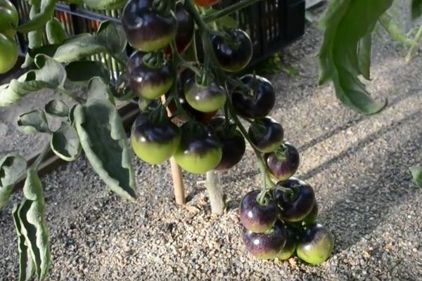 Tomaten Schwarzer Haufen: Foto, charakteristische Zeichen