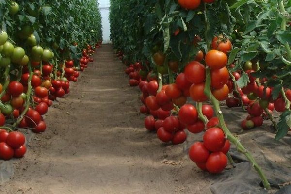 Tomato Intuition Foto, Vor- und Nachteile