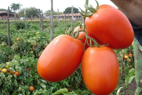 Tomato Novice: mga katangian ng bush