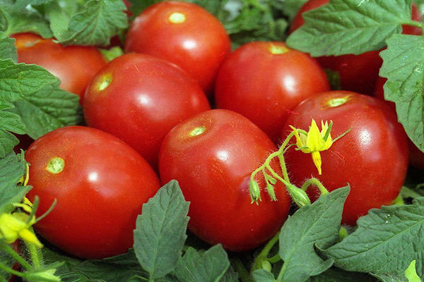 Tomaten-Neuling: Obst Beschreibung