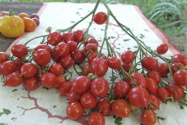 Tomaten-Geranien-Kuss: charakteristische Merkmale