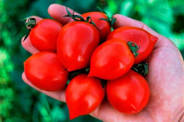 Tomato Geranium Kiss: isang paglalarawan ng pagtatanim sa bukas na lupa