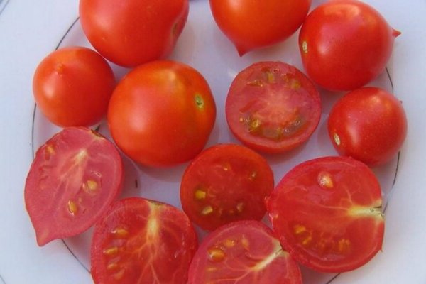 Geranium kiss tomato: larawan, lumalagong mga punla