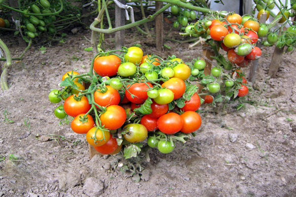 Ultra früh reifende Tomate: Regeln für den Anbau einer Sorte