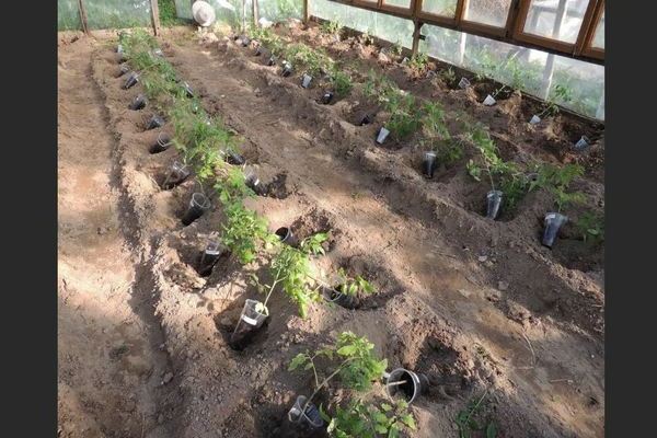 Paano magtanim ng ultra-maagang naghihinang mga kamatis na may mga punla sa mga greenhouse