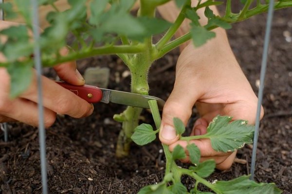 Tomaten: ob man die unteren Blätter abpflücken soll. Kurzinfo zu Tomaten