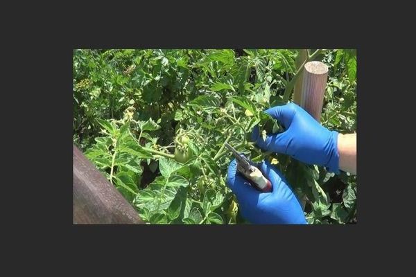 Do I need to pick off the lower leaves of tomatoes, what's the point