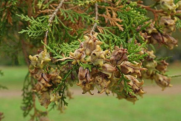 thuja oriental description