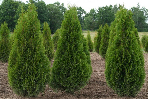 thuja malonian