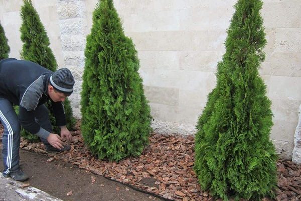 thuja mickey photos