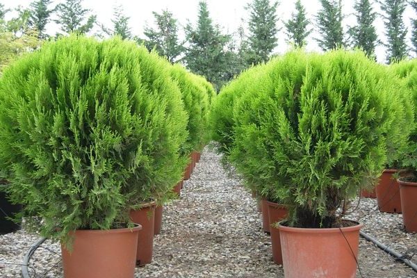 thuja oriental na larawan