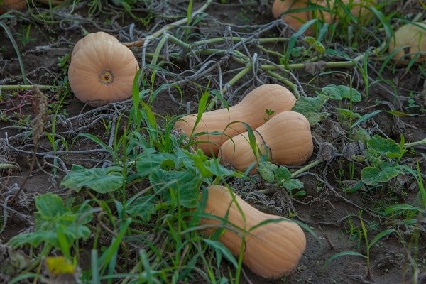 How to properly grow the Matilda pumpkin variety