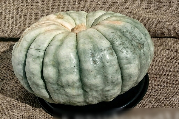 Pumpkin Marble: isang paglalarawan ng mga peste at sakit