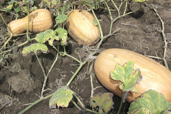 Pumpkin nutmeg Vitamin: growing rules