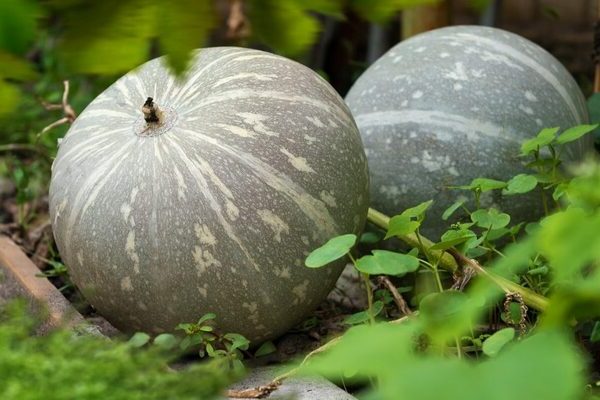 Pumpkin Volzhskaya gray: description