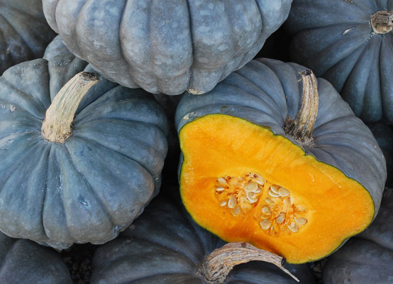 Volga gray pumpkin: characteristics