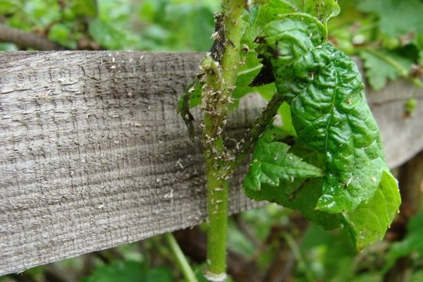 Johannisbeerblätter kräuseln sich: Was tun, wenn Insekten die Ursache sind?