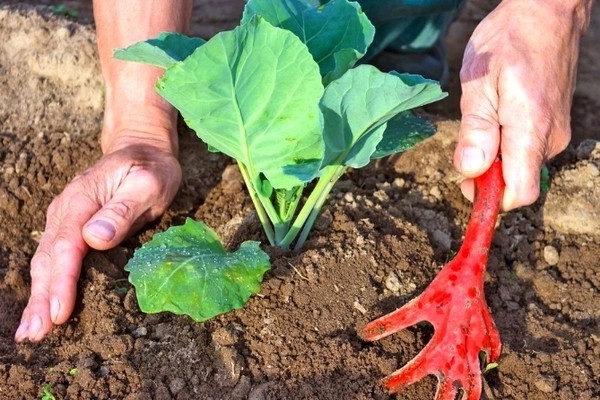 Entretien des aubergines : ameublir le sol