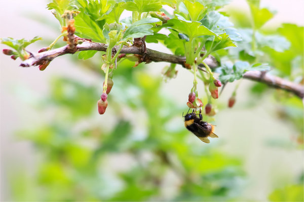 Gooseberry care: basic information