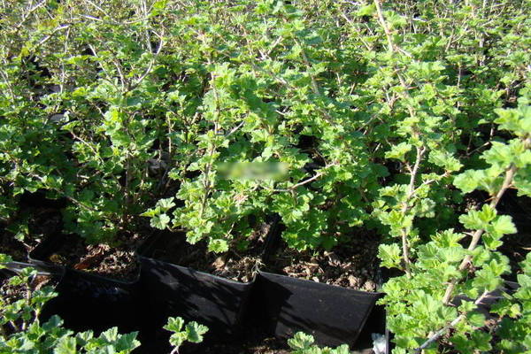 Stachelbeeren anbauen: So wählen Sie die richtigen Setzlinge aus