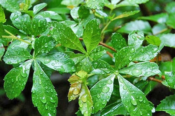 indoor plant grapes